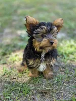 Tyrese, a male Yorkshire Terrier for sale in Aiken, SC – Photo 1 of 3