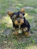 Tyrese, a male Yorkshire Terrier for sale in Aiken, SC – Photo 2 of 3