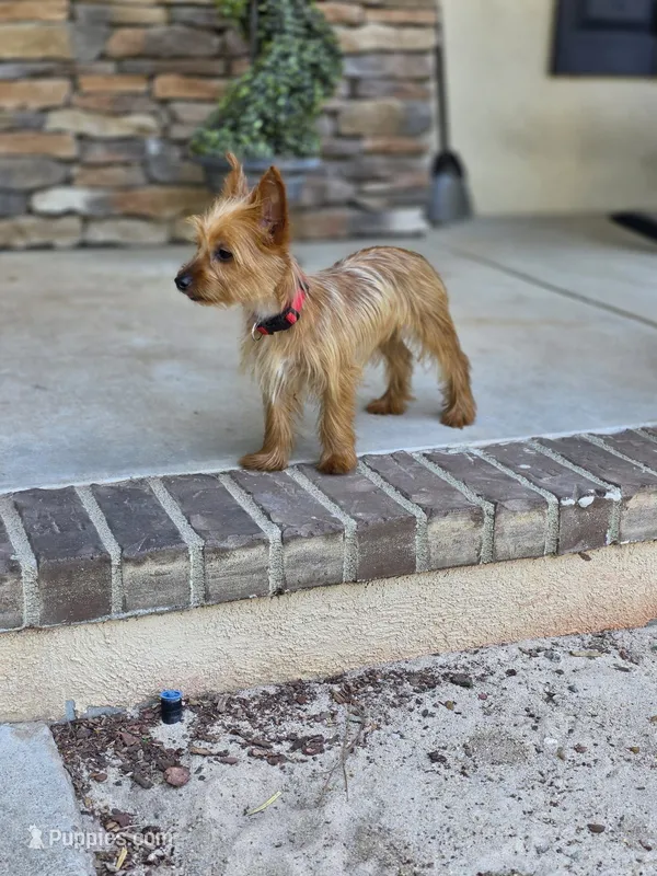 Demetri – Yorkshire Terrier puppy for sale in Aiken, SC