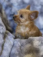 Hazel's Boy 1, a male Yorkshire Terrier for sale in Aiken, SC – Photo 3 of 3