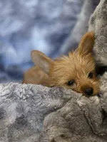 Hazel's Boy 1, a male Yorkshire Terrier for sale in Aiken, SC – Photo 2 of 3