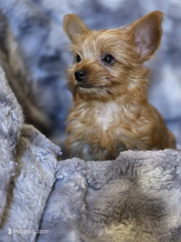 Hazel's Boy 1 – Yorkshire Terrier puppy for sale in Aiken, SC