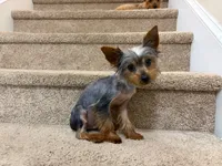 Ezra-teacup, a male Yorkshire Terrier for sale in Aiken, SC – 3 of 3