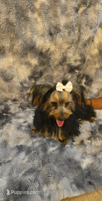 Lori – Yorkipoo puppy for sale in Aiken, SC