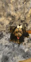 Lori, a female Yorkipoo for sale in Aiken, SC – Photo 1 of 2