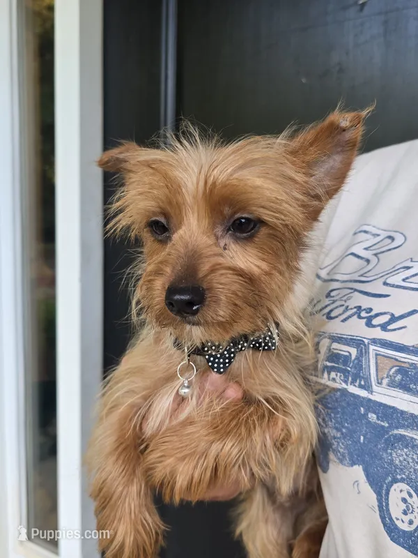 Demetri – Yorkshire Terrier puppy for sale in Aiken, SC