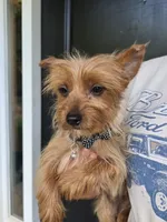 Demetri, a male Yorkshire Terrier for sale in Aiken, SC – 1 of 3