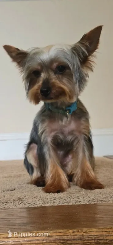 Ezra-teacup – Yorkshire Terrier puppy for sale in Aiken, SC
