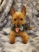Hazel, a female Yorkshire Terrier for sale in Aiken, SC – 2 of 2