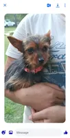 Lila, a female Yorkshire Terrier for sale in Aiken, SC – 1 of 1