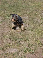 Arnold, a male Yorkshire Terrier for sale in Aiken, SC – Photo 3 of 3