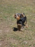 Arnold, a male Yorkshire Terrier for sale in Aiken, SC – Photo 2 of 3