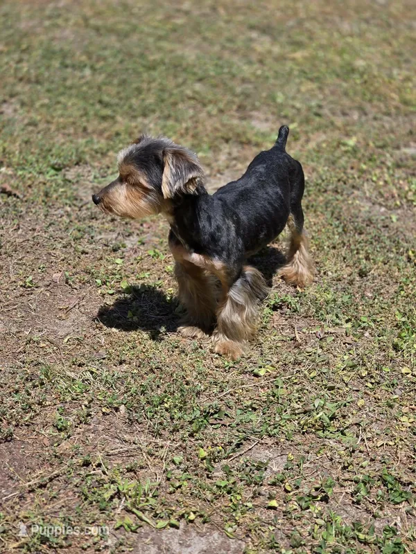 Arnold – Yorkshire Terrier puppy for sale in Aiken, SC