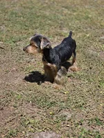 Arnold, a male Yorkshire Terrier for sale in Aiken, SC – Photo 1 of 3