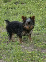 Ezra, a male Yorkshire Terrier for sale in Aiken, SC – Photo 5 of 5
