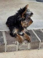 Ezra, a male Yorkshire Terrier for sale in Aiken, SC – Photo 3 of 5