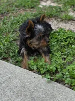 Ezra, a male Yorkshire Terrier for sale in Aiken, SC – Photo 2 of 5