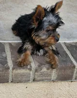 Ezra, a male Yorkshire Terrier for sale in Aiken, SC – Photo 4 of 5