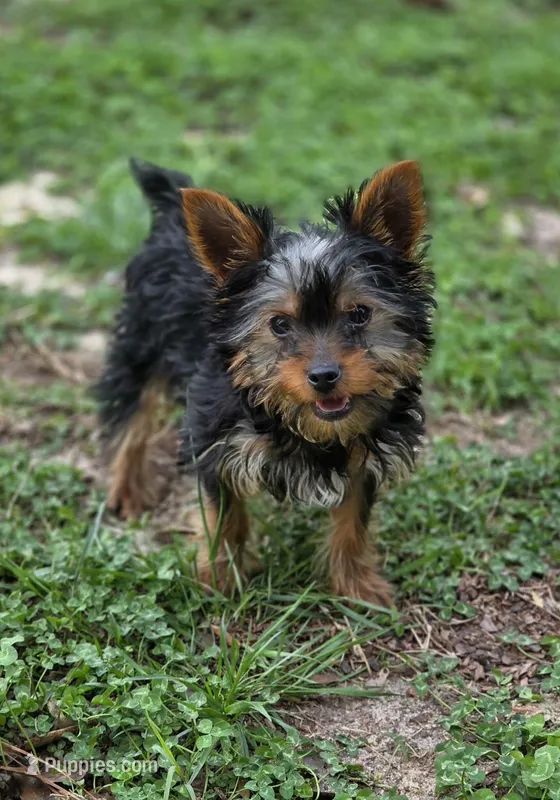 Ezra – Yorkshire Terrier puppy for sale in Aiken, SC