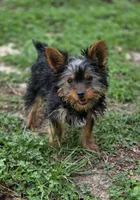 Ezra, a male Yorkshire Terrier for sale in Aiken, SC – Photo 1 of 5