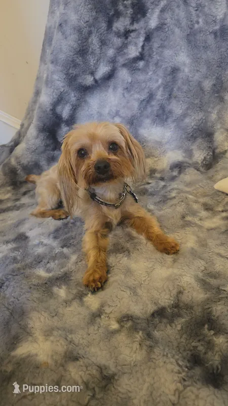 Bear – Yorkshire Terrier puppy for sale in Aiken, SC