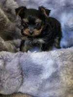 Alexi's Girl, a female Yorkshire Terrier for sale in Aiken, SC – Photo 1 of 2