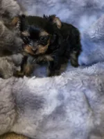 Alexi's Girl, a female Yorkshire Terrier for sale in Aiken, SC – Photo 2 of 2