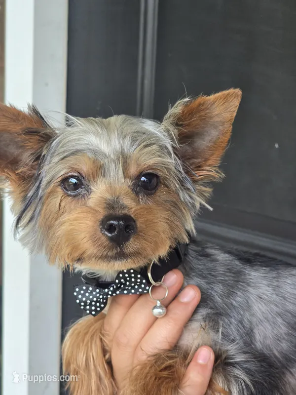 Ezra – Yorkshire Terrier puppy for sale in Aiken, SC