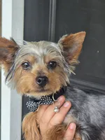 Ezra-teacup, a male Yorkshire Terrier for sale in Aiken, SC – 1 of 3