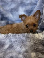 Hazel's Boy 2, a male Yorkshire Terrier for sale in Aiken, SC – Photo 1 of 2