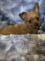Hazel's Boy 2, a male Yorkshire Terrier for sale in Aiken, SC – Photo 2 of 2