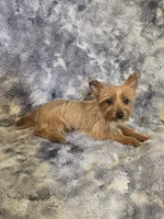 Demetri, a male Yorkshire Terrier for sale in Aiken, SC – 3 of 3