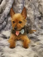 Hazel, a female Yorkshire Terrier for sale in Aiken, SC – 1 of 2