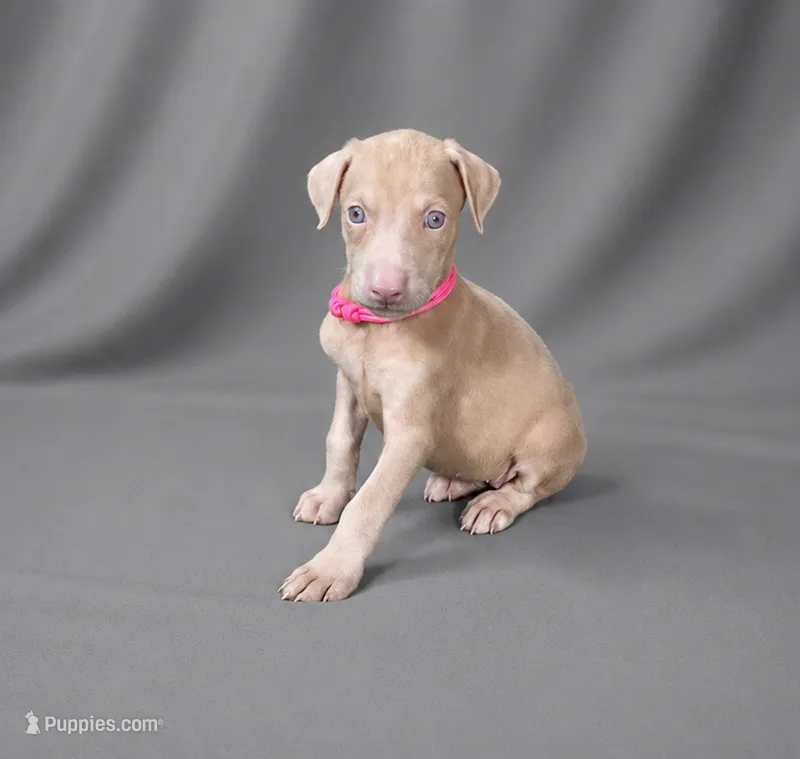 Auriel – Doberman Pinscher puppy for sale in Brantley, AL