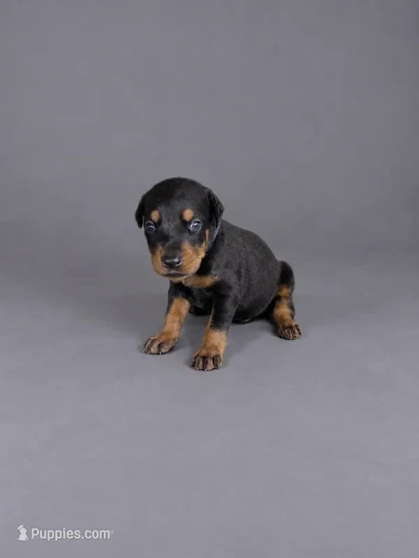 Oberyon – Doberman Pinscher puppy for sale in Brantley, AL