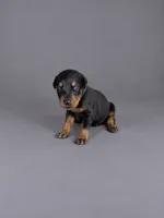 Oberyon, a male Doberman Pinscher for sale in Brantley, AL – 1 of 1