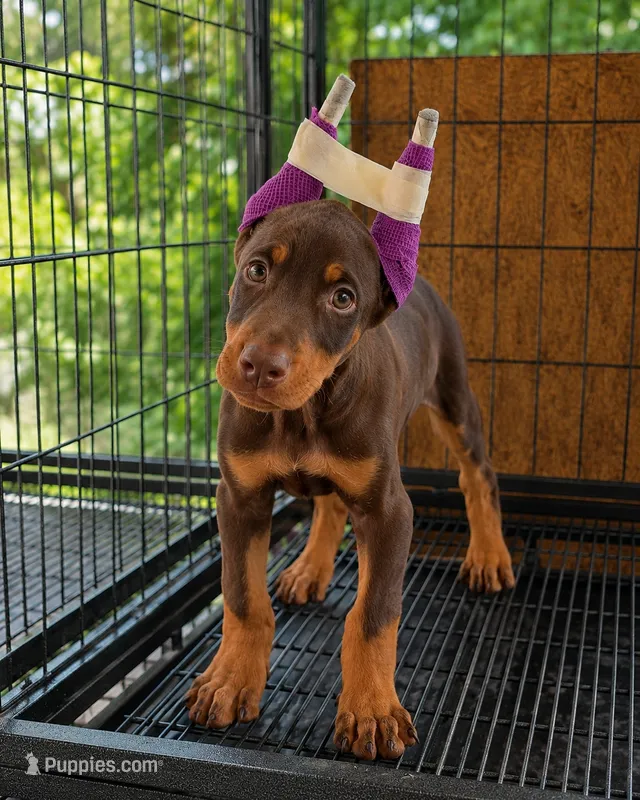 Melot – Doberman Pinscher puppy for sale in Brantley, AL