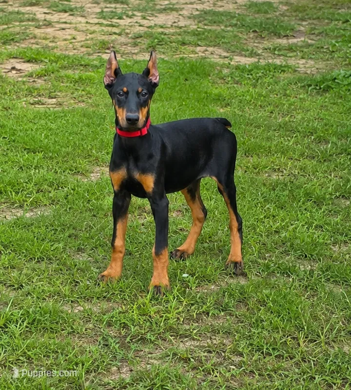 Tempra – Doberman Pinscher puppy for sale in Brantley, AL