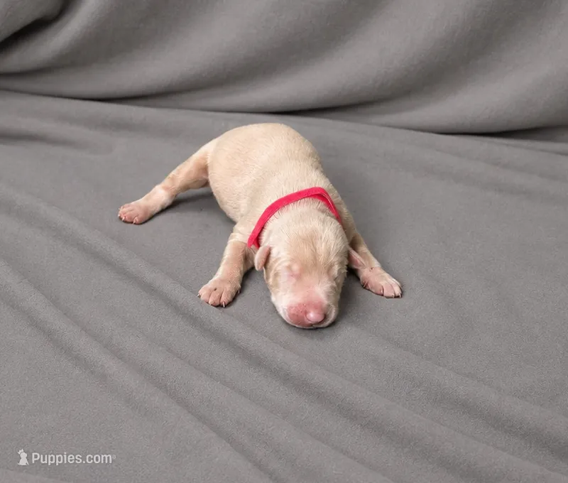 Imperius – Doberman Pinscher puppy for sale in Brantley, AL
