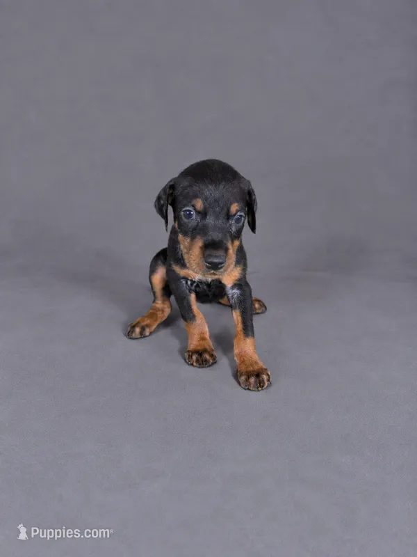 Meera – Doberman Pinscher puppy for sale in Brantley, AL