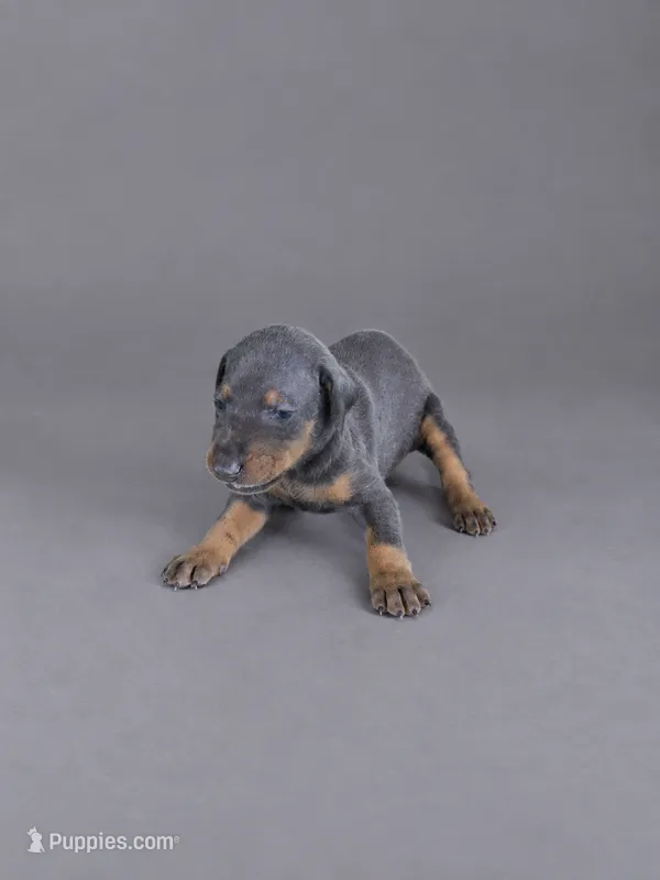 Yara – Doberman Pinscher puppy for sale in Brantley, AL