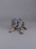 Yara, a female Doberman Pinscher for sale in Brantley, AL – 1 of 1