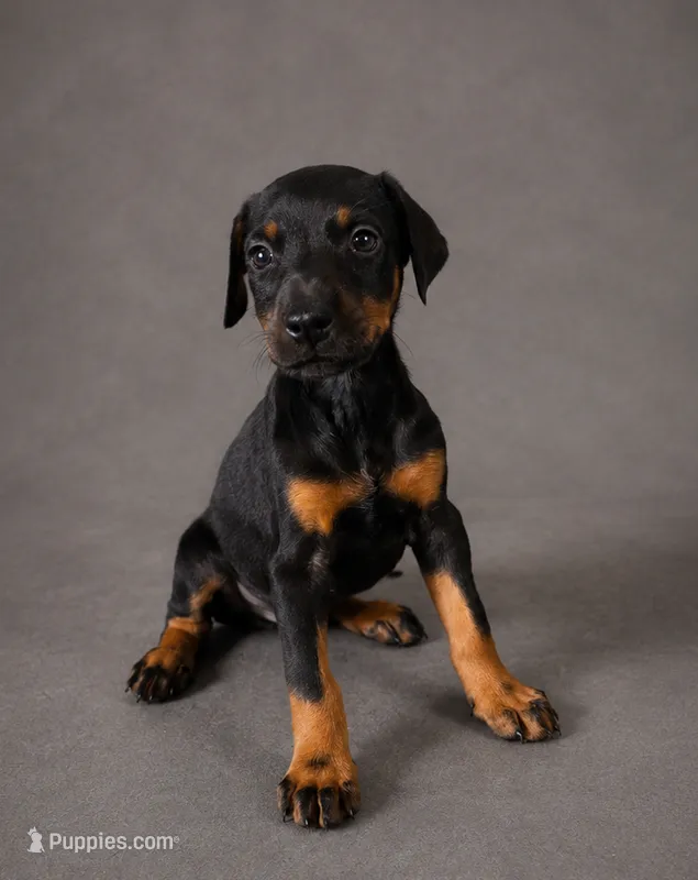 Alduin – Doberman Pinscher puppy for sale in Brantley, AL