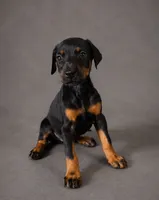 Alduin, a male Doberman Pinscher for sale in Brantley, AL – 1 of 5