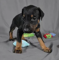 Alduin, a male Doberman Pinscher for sale in Brantley, AL – 3 of 5