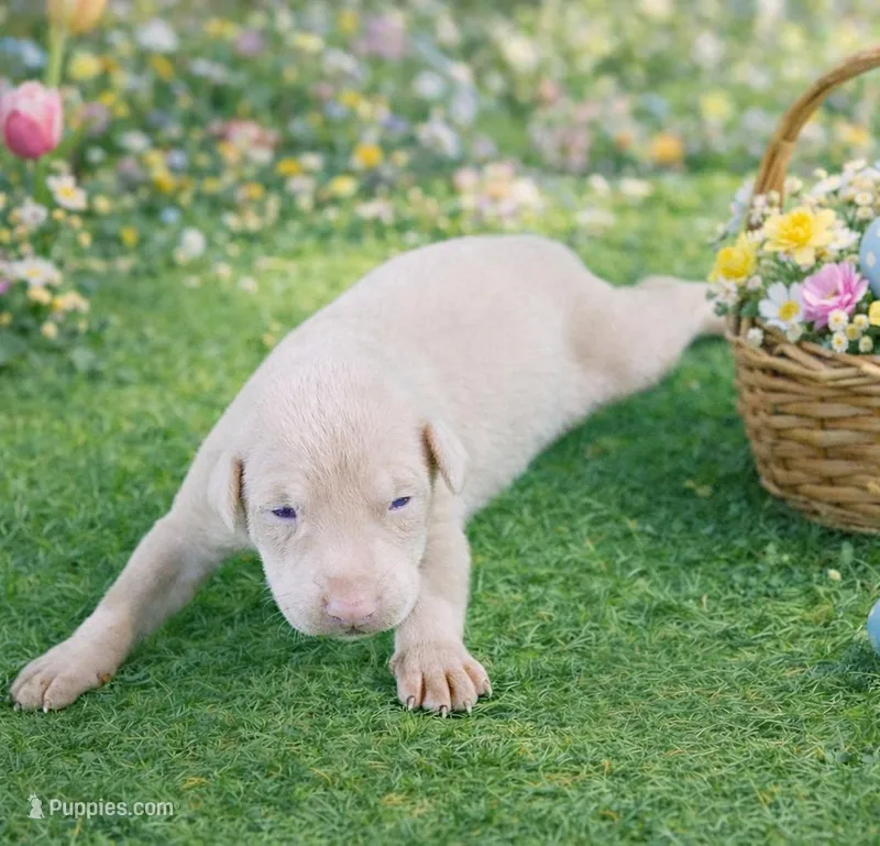 Winter – Doberman Pinscher puppy for sale in Brantley, AL