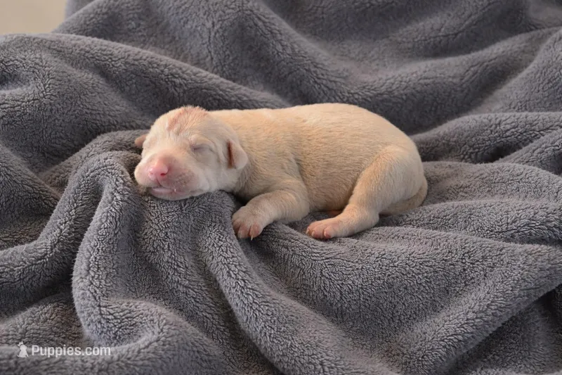 Winter – Doberman Pinscher puppy for sale in Brantley, AL