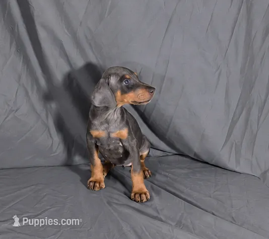 Yara – Doberman Pinscher puppy for sale in Brantley, AL