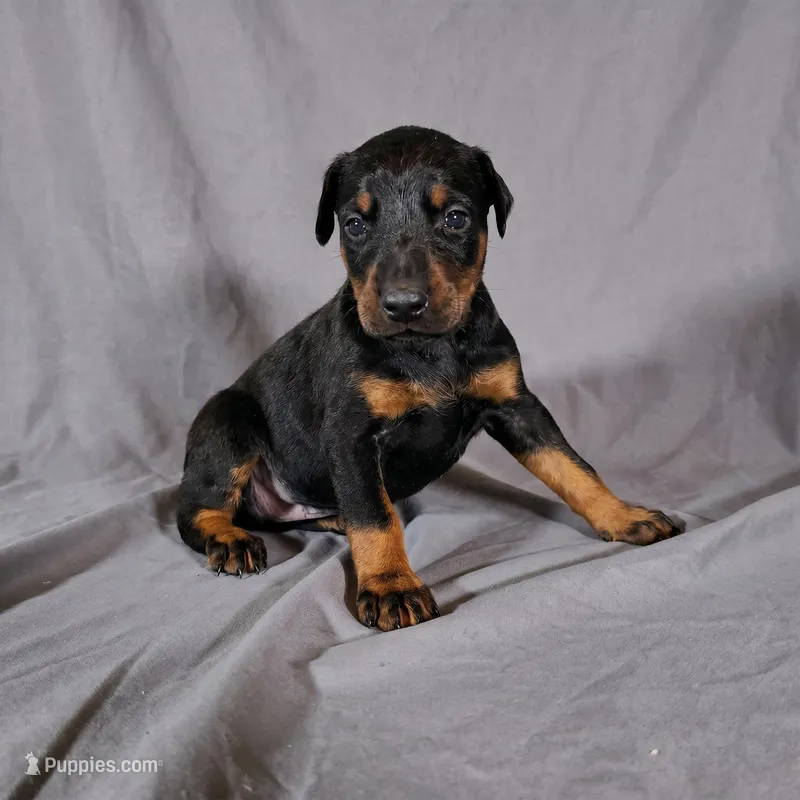 Alduin – Doberman Pinscher puppy for sale in Brantley, AL