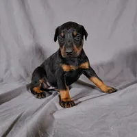 Alduin, a male Doberman Pinscher for sale in Brantley, AL – 1 of 2